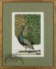 Pair of Peacocks in Gold from Vogel Cabinet
